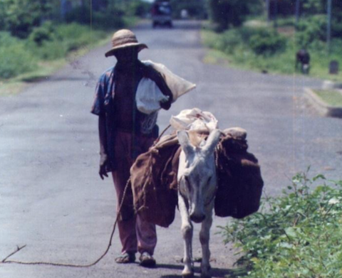 L’âne ancien moyen de transport  de paysan des îles de  Mwali et de Ndzouani (Comores) 